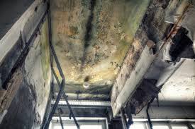 Environmental Consulting for Mold Prevention in Edgewater, MD